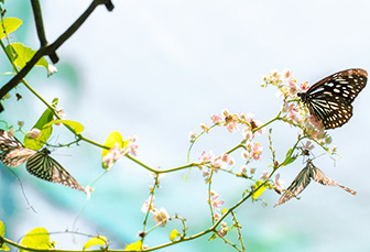 Martina Borgmann | Naturheilpraxis Neuss und Kaarst | TCM